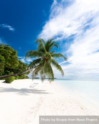 Coconut tree on sand beach 5oxrg4