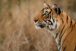Portrait of tiger