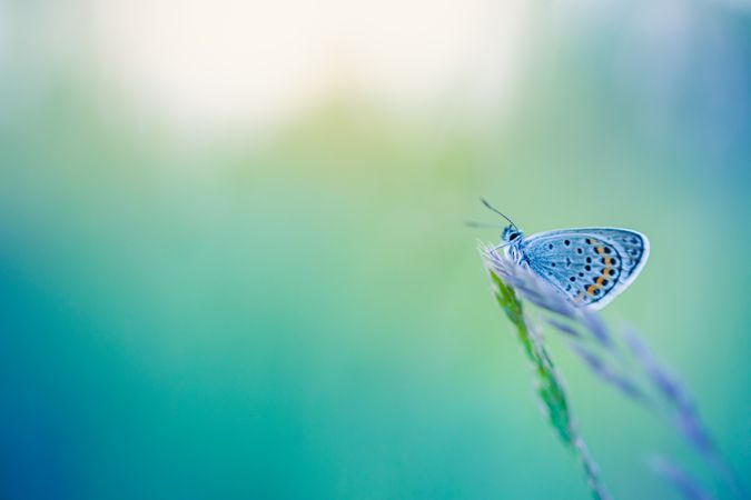 Delicate blue moth on a long blade of grass