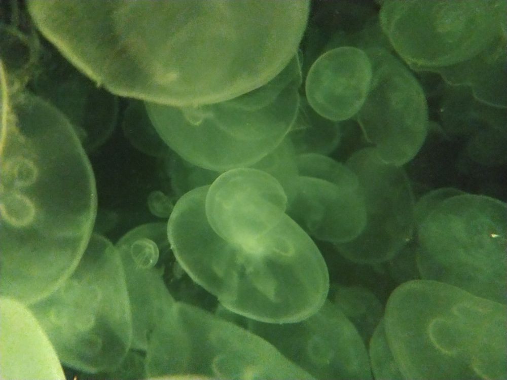 Jellyfish in Yellow-Green Light