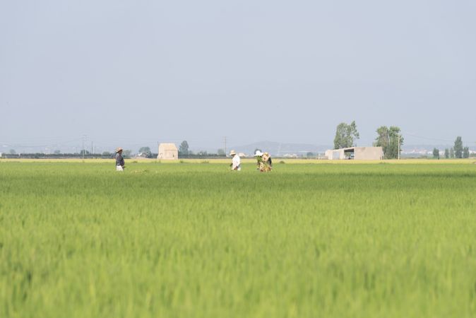 Rice paddy landscape with unrecognizable farmers at work on a sunny day