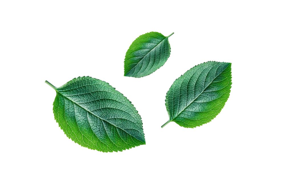 Green leaves isolated on plain background