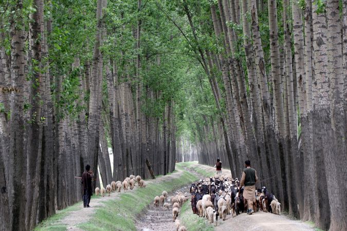 Shepherds walking sheep