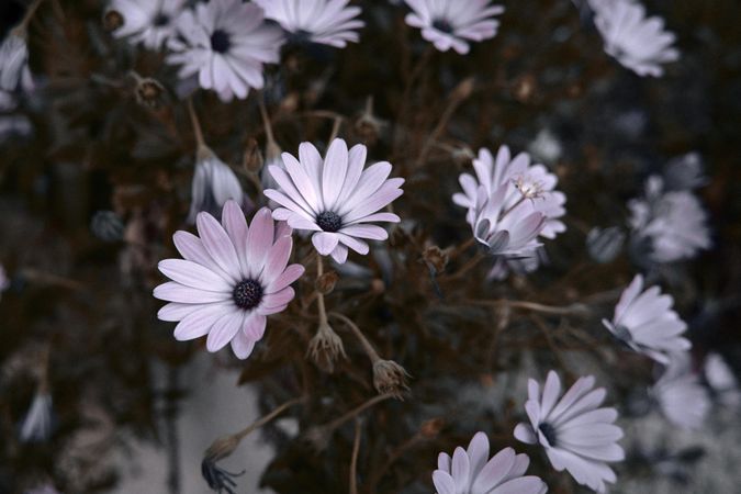 Pink cape daisies growing wild