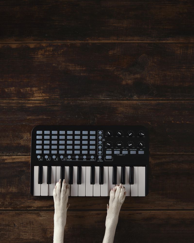 Dog playing MIDI keyboard