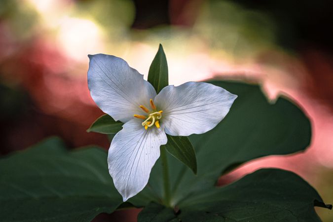 One trillium flower surrounded by green leaves