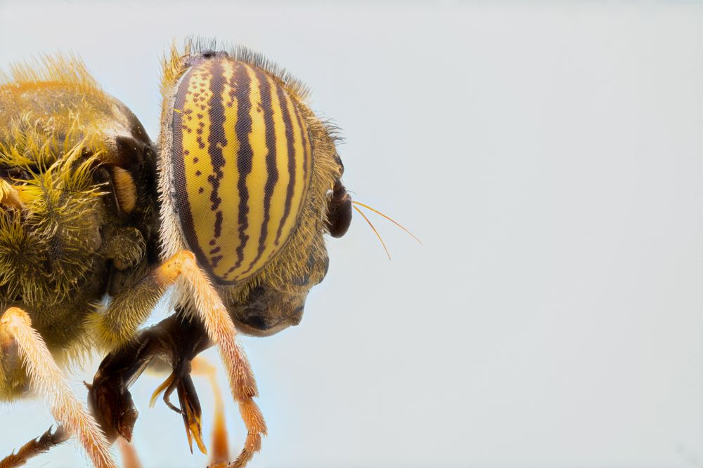 Repeatedly magnified head with eyes of fly