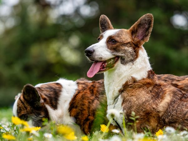 Two corgi cardigan dogs playing on a sunny lawn