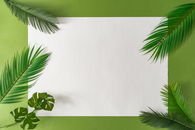 Tropical palm leaves on green background with light  paper card