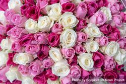 Cluster of pink roses 5lrJab