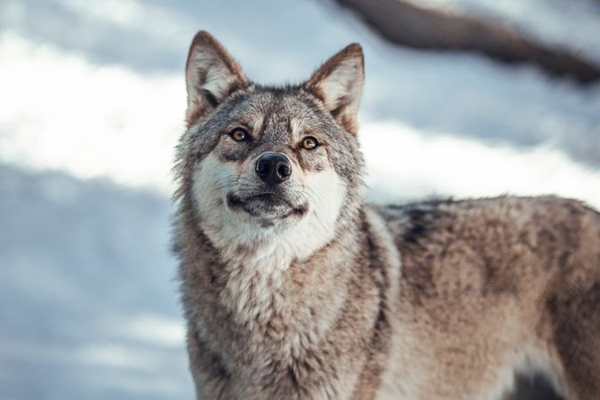Wolf on hill near stones and snow
