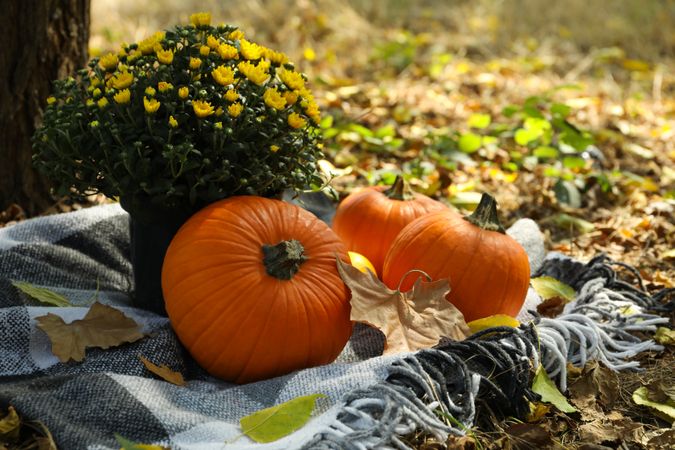 Autumn concept with chrysanthemums and pumpkins outdoor
