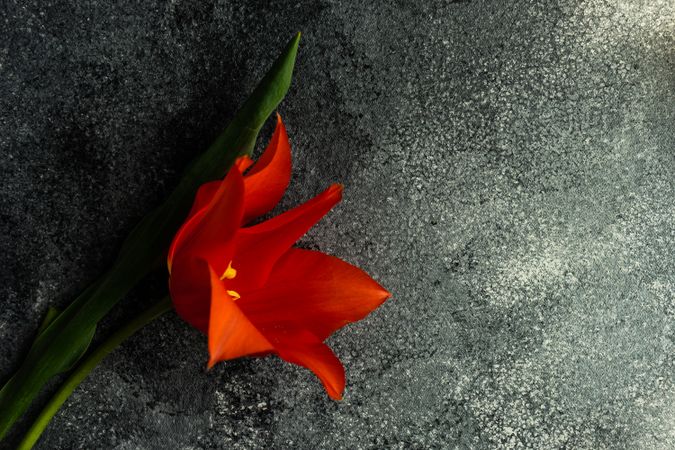Orange tulip flowers on concrete table with copy space