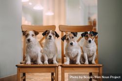 Four tricolor Jack Russell dogs on two wooden chairs indoor 5p6Web