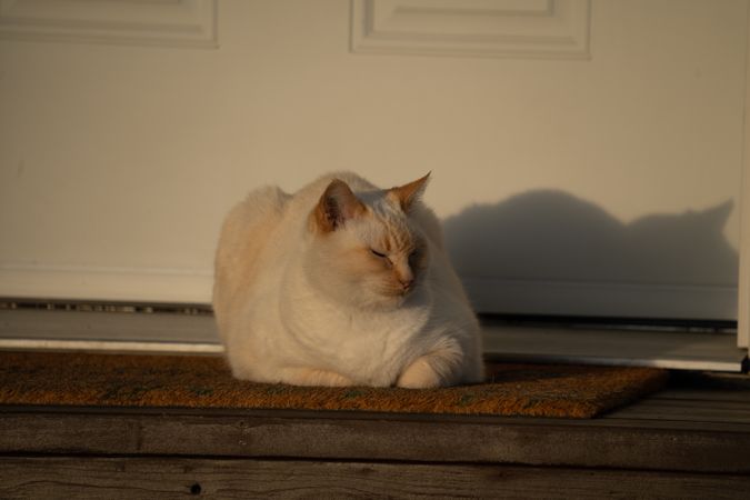 Cat relaxing at sunset