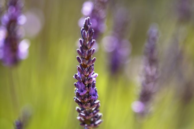 Lavender growing in field on sunny day with selective focus