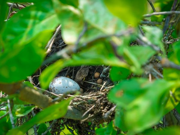Mourning Dove's egg in the abandoned nest of another species of bird