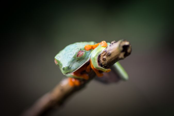 Tropical frog on tree twig