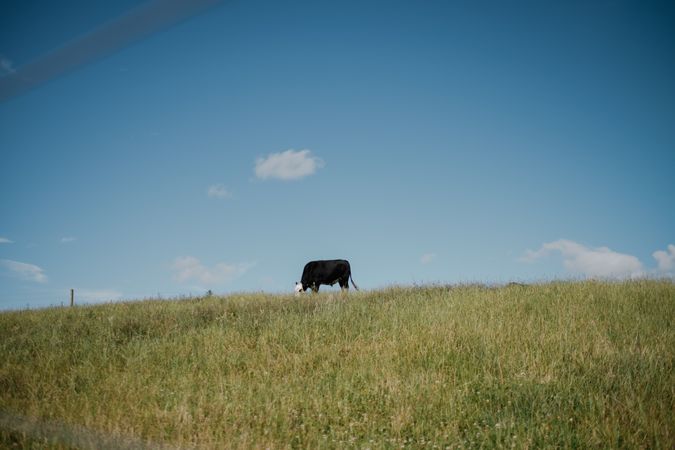 Cow grazing on green field