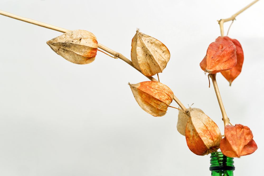 Dried leaves, educational still life for drawing