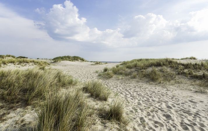 Beach landscape with sand marram grass