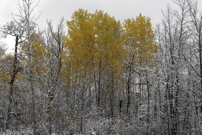 First snow and birch trees in McGregor, Minnesota