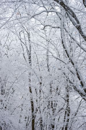 Winter snowy landscape