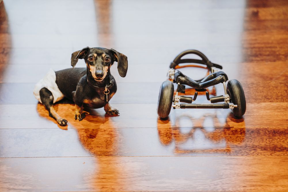 Dog sitting near wheelchair on floor