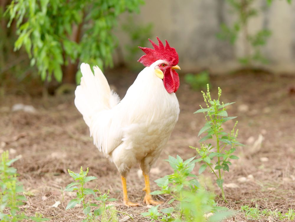 Chicken on green grass during daytime