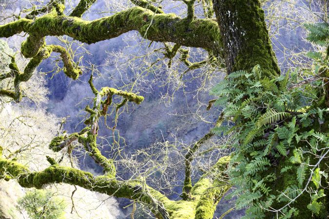 Green branches covered with moss