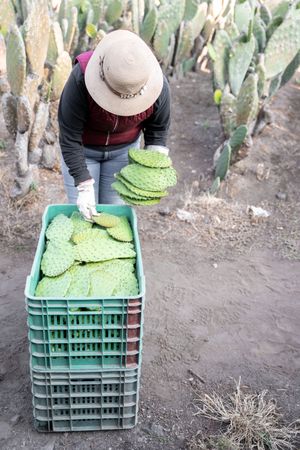 A young farmer is stacking nopales in a crate after harvesting using gloves