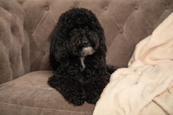 Cute toy poodle lying on sofa