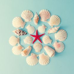Seashell pattern in circle on  pastel blue background