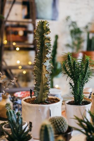 Cacti in ceramic pots in flower shop