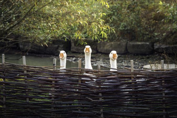 Three funny geese behind rustic fence