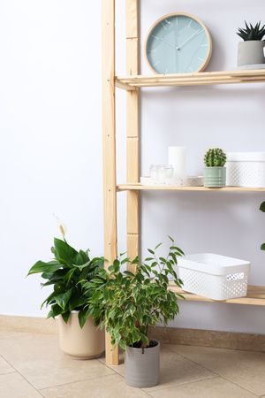 Cozy hobby - growing indoor plants at home
