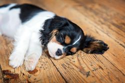 Cavalier spaniel lying on wooden floor