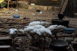 Flock of chickens eating and drinking from bowls outside