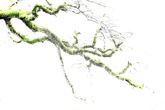 Green branches covered with moss