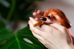 Corn snake wrapped around woman hand on green monstera background