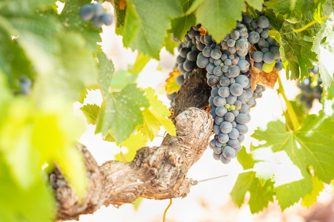 Vineyard with Lush, Ripe Wine Grapes on the Vine Ready for Harvest