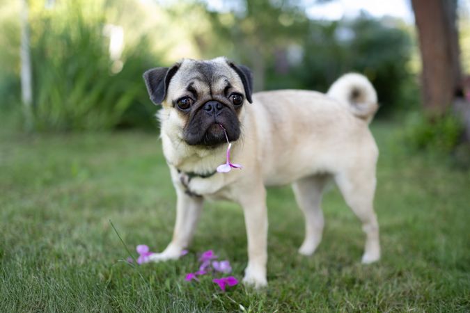 Cute pug with a flower