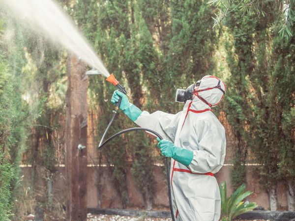 Fumigator in uniform spraying substance on garden