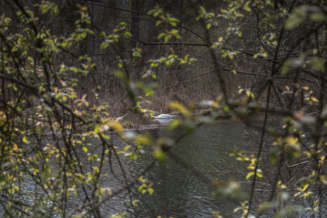 Swan in a pond seen through branches