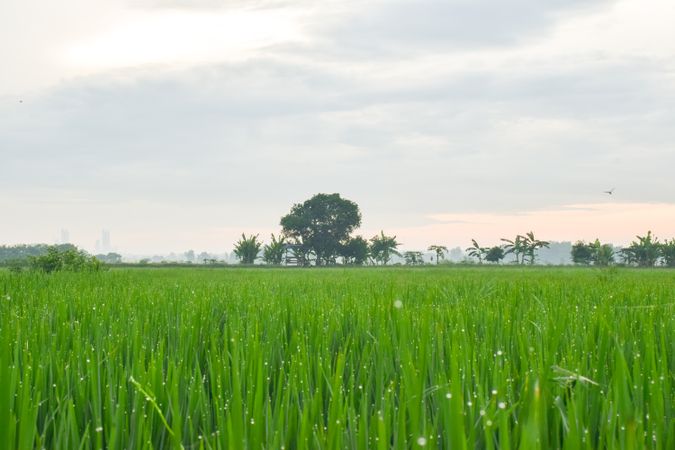 Field of dewy green grass on overcast day