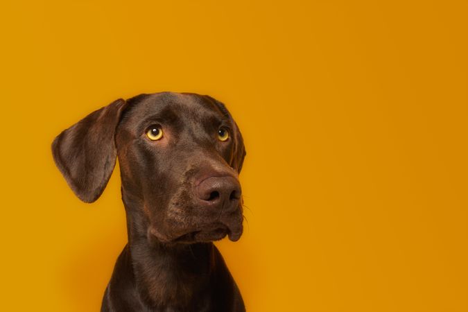 Calm attentive brown Vizsla dog