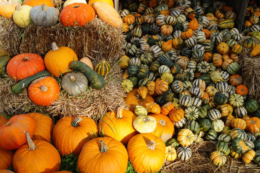 Variations of pumpkins on hay