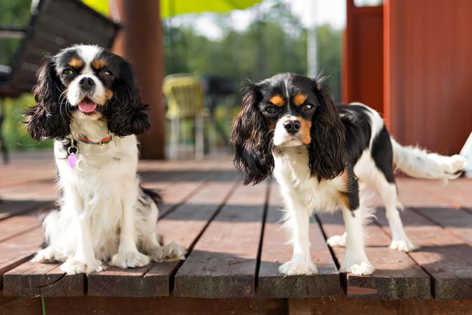 Two cavalier spaniels on the porch together outside