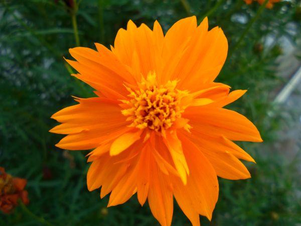 Cosmos sulphureus