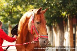 A pedigree horse for equestrian sport with red reigns 4dllr4